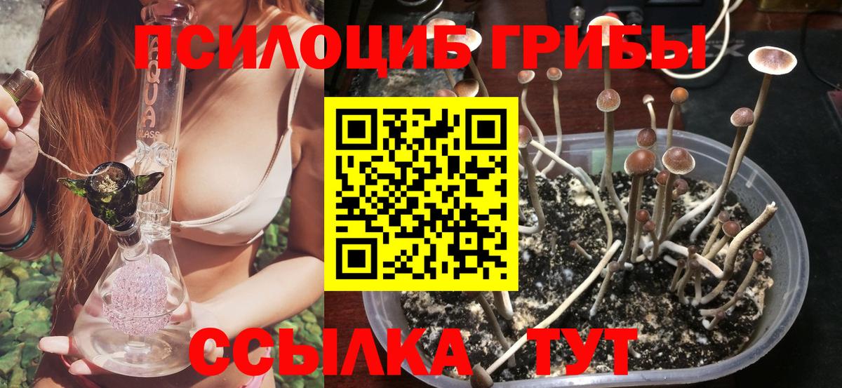 Псилоцибиновые грибы мицелий Камышин